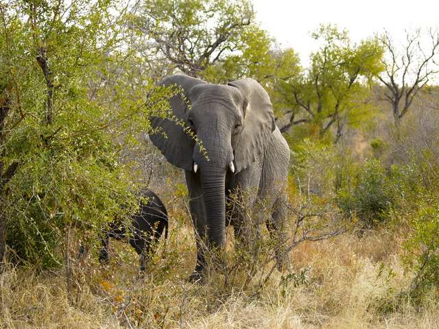 18 días en Sudáfrica - Blogs de Sudáfrica - Safari en el Kruger (6)